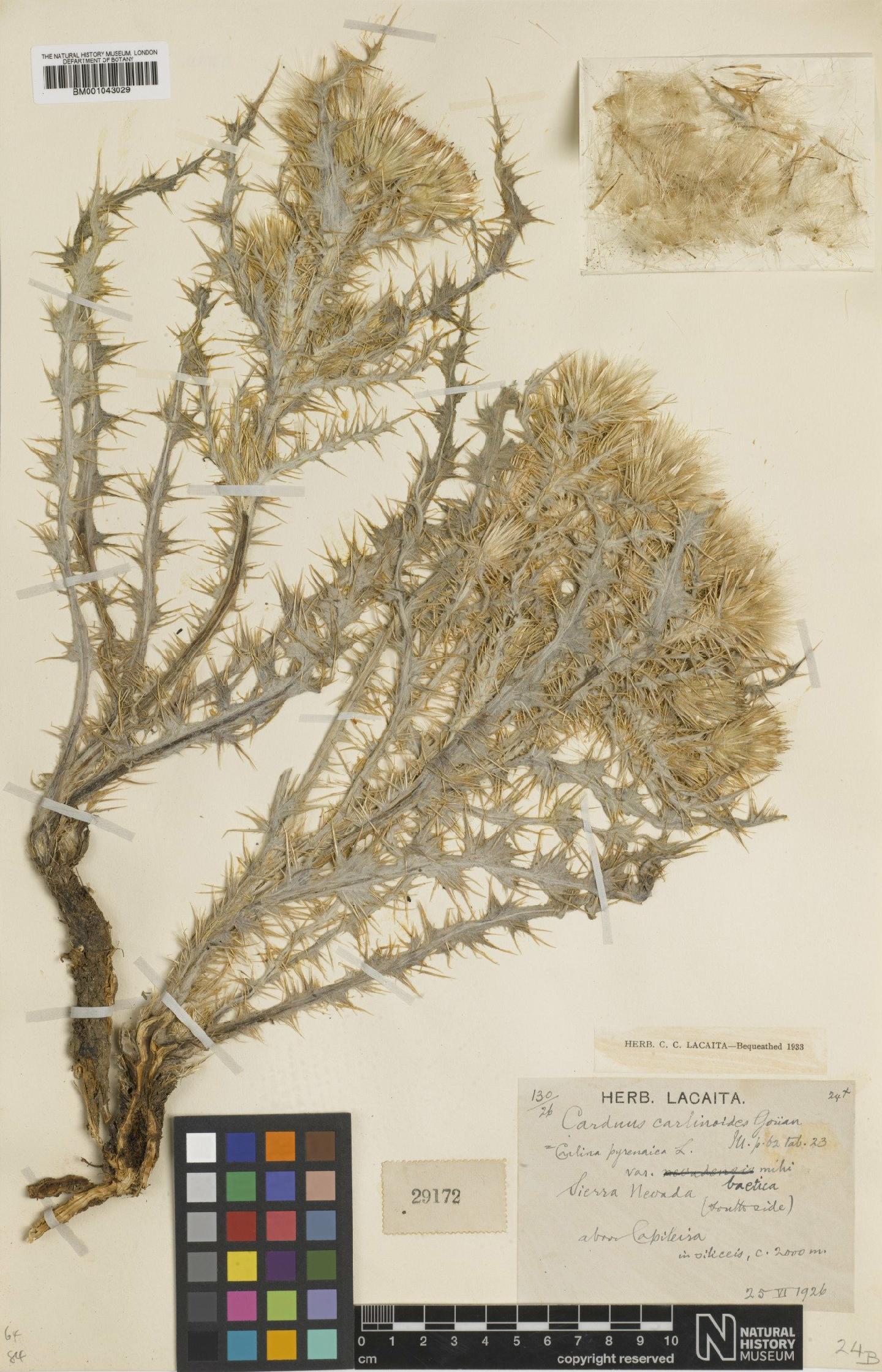 To NHMUK collection (Carduus carlinoides subsp. hispanicus (Kazmi) Franco; Type; NHMUK:ecatalogue:1958177)