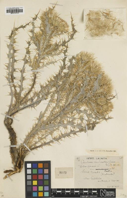 Carduus carlinoides subsp. hispanicus (Kazmi) Franco - BM001043029
