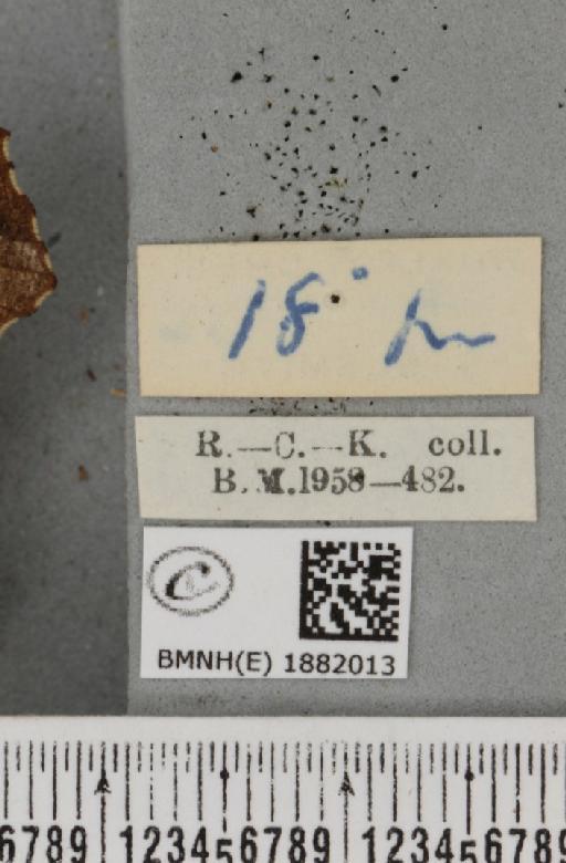 Selenia dentaria ab. fumata Smith, 1949 - BMNHE_1882013_a_label_447544