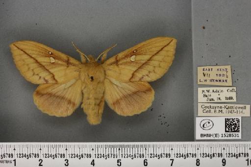 Euthrix potatoria ab. berolinensis Heyne, 1899 - BMNHE_1528531_197052