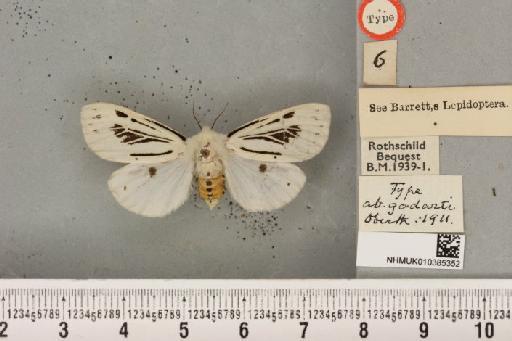 Spilosoma lubricipeda Oberthür, 1911 - NHMUK_010385352_509115