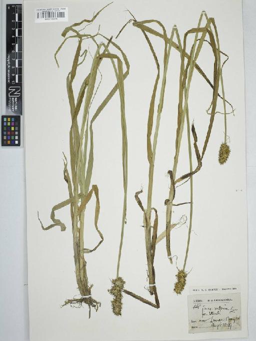 Carex otrubae Podp. - BM001130616   carex vulpina2