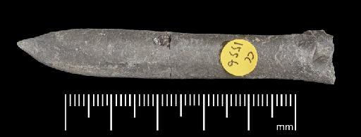 Simpsonibelus expansus (Simpson) - PI CC 1556 - belemnite