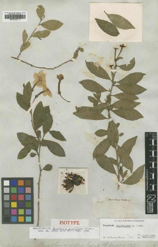 Brunfelsia cestroides A.Rich. - BM000992115