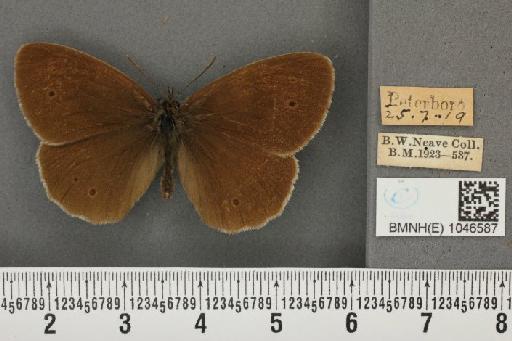 Aphantopus hyperantus (Linnaeus, 1758) - BMNHE_1046587_28465