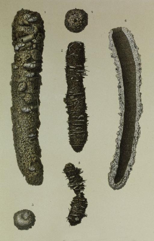 Pelosina cylindrica Brady, 1884 - ZF2073_26_2-3_Pelosina_cylindrica.jpg