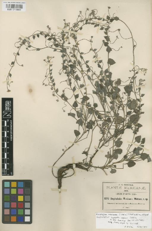 Omphalodes mexicanum S.Watson - BM013718809