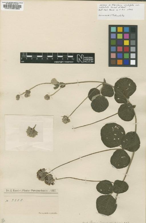 Rhynchosia corylifolia var. orbiculata Chodat & Hassl. - BM000538500