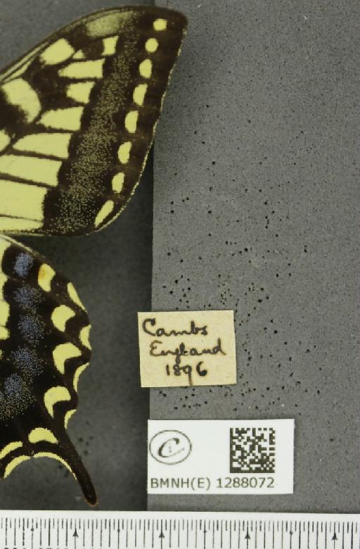 Papilio machaon britannicus Seitz, 1907 - BMNHE_1288072_label_126849
