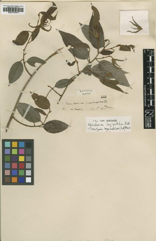 Fissistigma longipetalum (Ridl.) Merr. - BM000946080