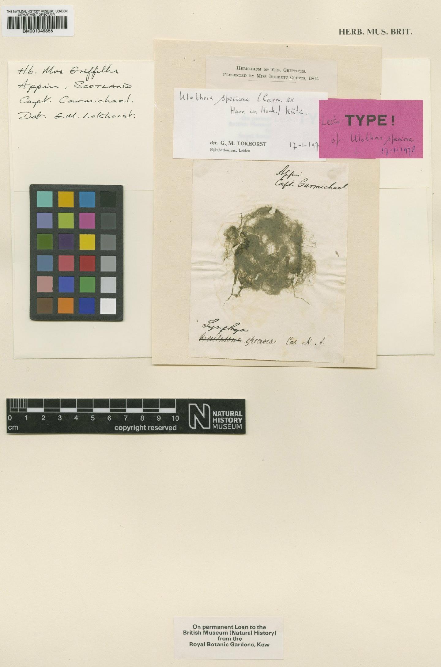 To NHMUK collection (Ulothrix speciosa (Carmich.) Kütz.; Lectotype; NHMUK:ecatalogue:1125237)