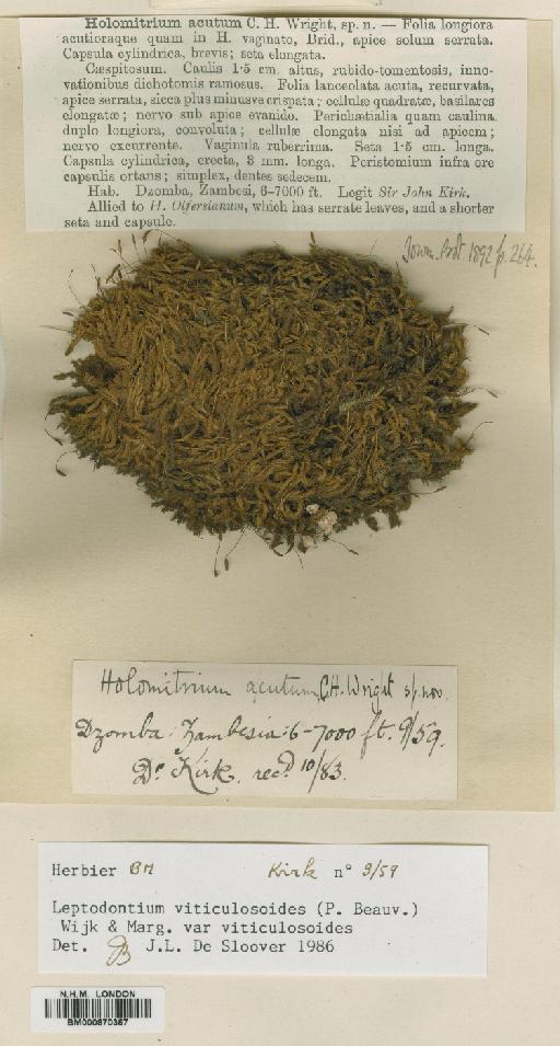 Leptodontium viticulosoides (P.Beauv.) Wijk & Margad. - BM000870367