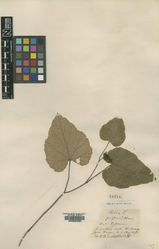 Rubus pacificus Hance - BM000622265