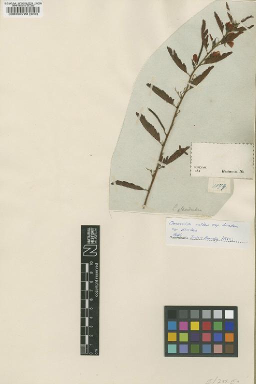 Chamaecrista nictitans var. disadena (Steud) H.S.Irwin & Barneby - BM000050723