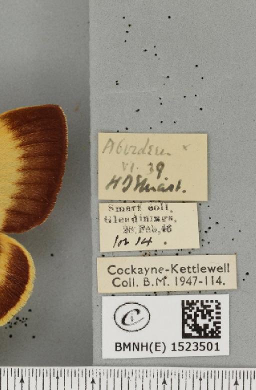 Lasiocampa quercus callunae Gillette & Palmer, 1847 - BMNHE_1523501_label_193345