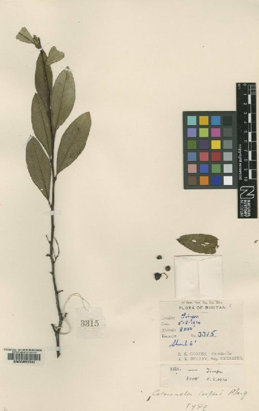 Cotoneaster cooperi Marquand - BM000602245
