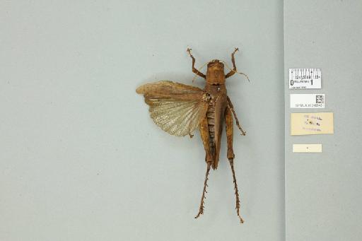 Bibracte marginata Willemse, 1931 - 012498451_reverse_1