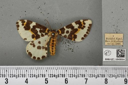 Abraxas grossulariata (Linnaeus, 1758) - BMNHE_1848064_418357