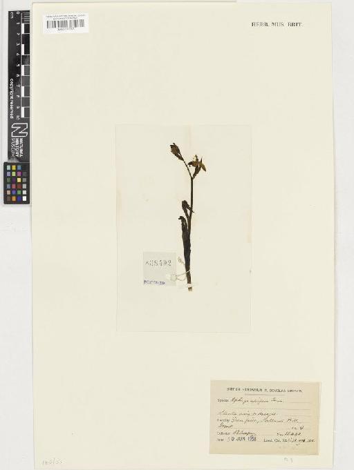 Ophrys apifera Huds. - BM001117053