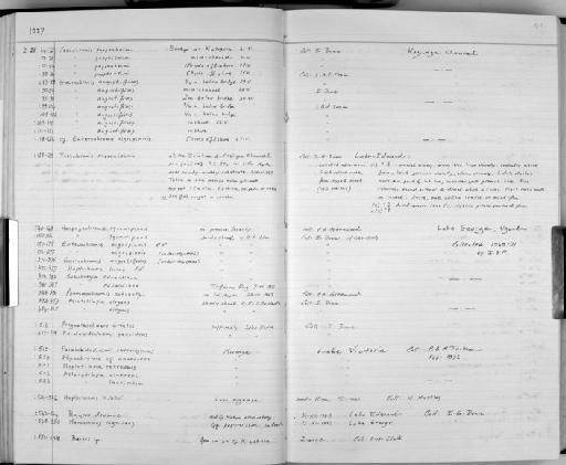 Haplochromis pelagicus MS Vranken - Zoology Accessions Register: Fishes: 1986 - 1994: page 42