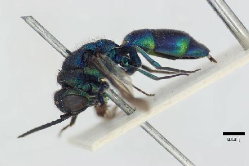 Chrysis japonica Cameron, P., 1887 - Chrysis_japonica-BMNH(E)#970895_type-lateral-1_25X