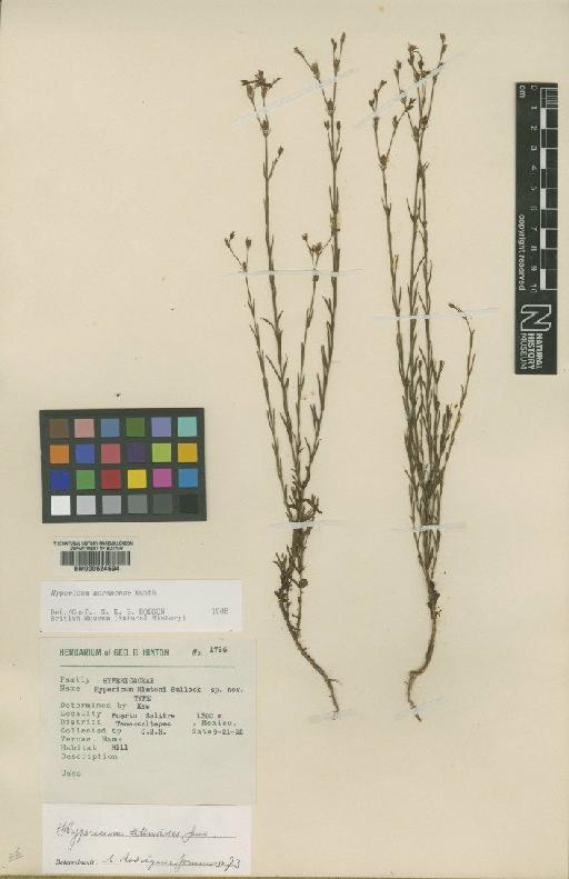 Hypericum moranense Kunth - BM000624694