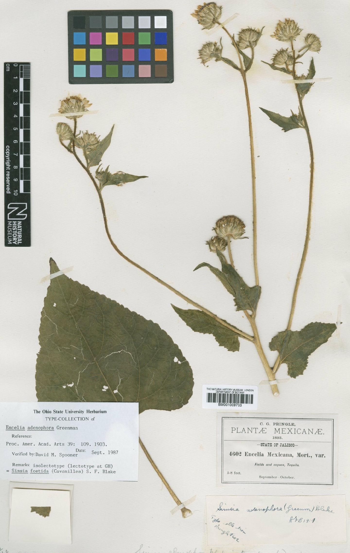 To NHMUK collection (Simsia foetida (Cav.) Blake; Isolectotype; NHMUK:ecatalogue:620615)
