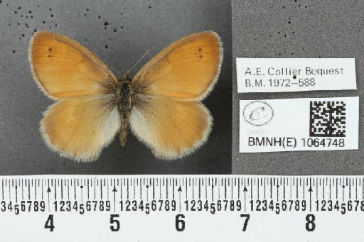 Coenonympha pamphilus ab. antibipunctata Lempke, 1957 - BMNHE_1064748_25937