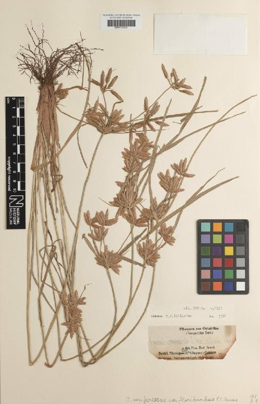 Cyperus compressus L. - BM001209225