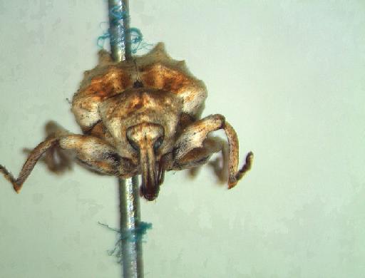 Conotrachelus albidus Marshall, 1940 - Conotrachelus albidus-BMNH(E)715594-type frontal