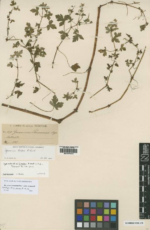 Geranium seemannii subsp. seemannii Peyr. - BM000796995