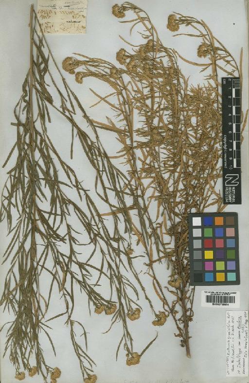 Solidago graminifolia (L.) Salisbury - BM000799974