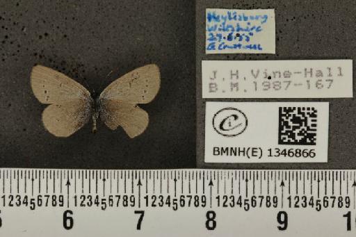 Cupido minimus ab. minor Tutt, 1908 - BMNHE_1346866_150613