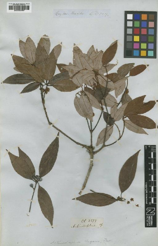 Actinodaphne elegans Thwaites - BM000950997