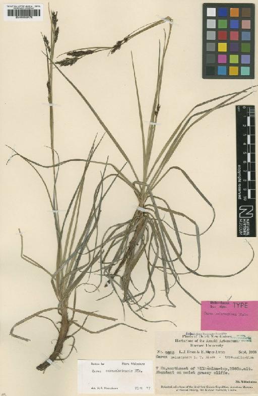 Carex melanophora S.T.Blake - BM000959176