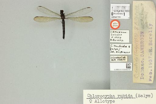 Chlorocypha rubida (Hagen in Selys, 1853) - 013383767_dorsal