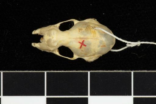 Hipposideros coxi Shelford, 1901 - 1901_6_23_1-Hipposideros_coxi-Type-Skull-dorsal