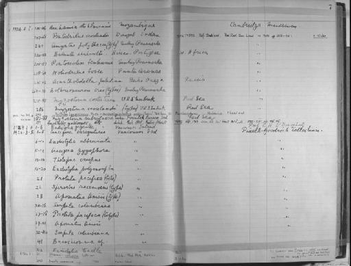 Bothrioneurum iris Beddard - Zoology Accessions Register: Annelida & Echinoderms: 1924 - 1936: page 7