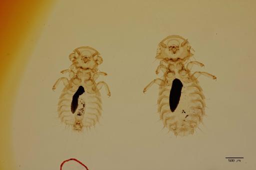 Goniodes bituberculatus Rudow, 1869 - 010676176_specimen