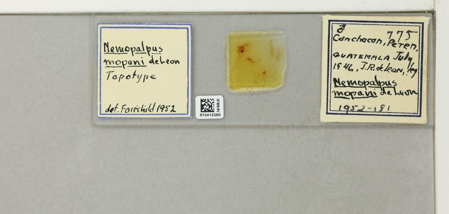 Nemopalpus mopani