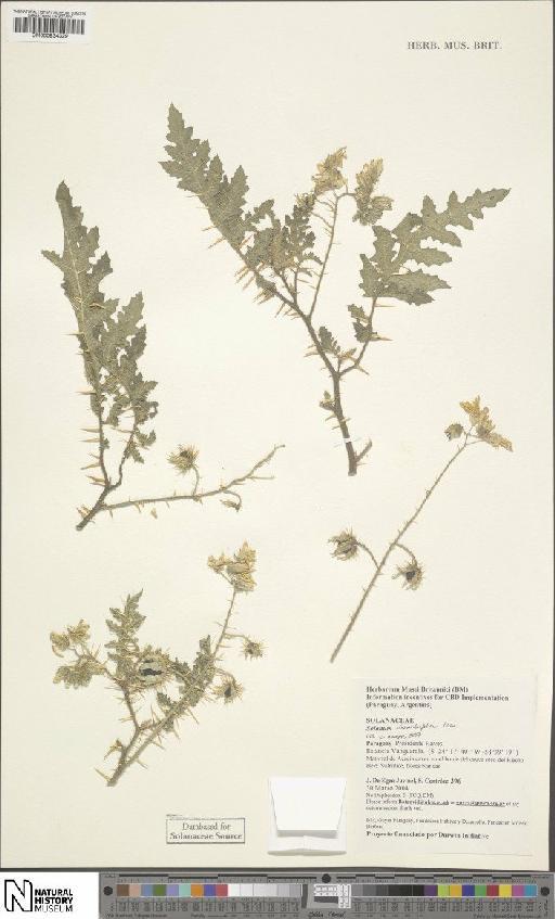 Solanum sisymbrifolium Lam. - BM000934329