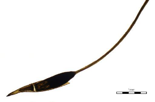 Hyophila involuta (Hook.) A.Jaeger - Gymnostomum cylindricum _BM001006479calyptra