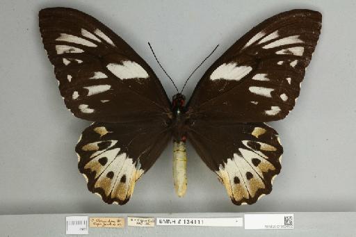 Ornithoptera priamus pronomus Gray, 1852 - 013604132__