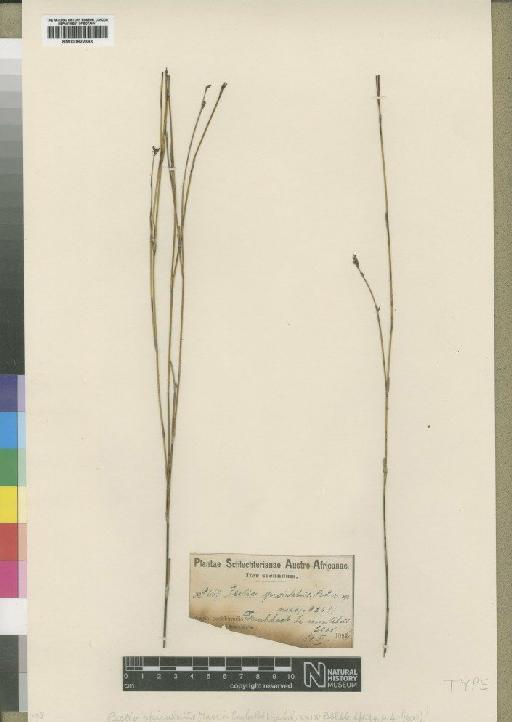 Ischyrolepis sieberi (Kunth) H.P.Linder - BM000922363