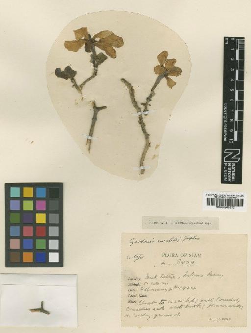 Gardenia saxatilis Geddes - BM000945313