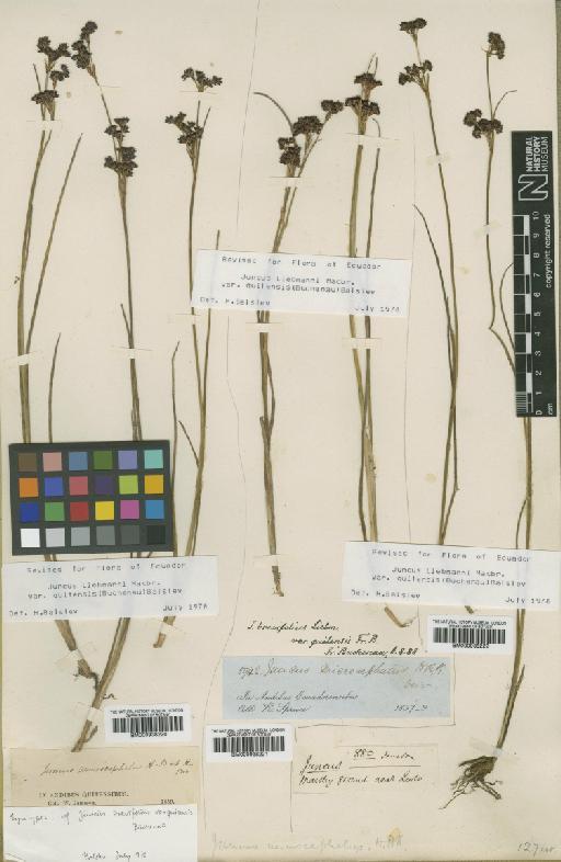 Juncus liebmannii var. quitensis (Buchenau) Balslev - BM000938221