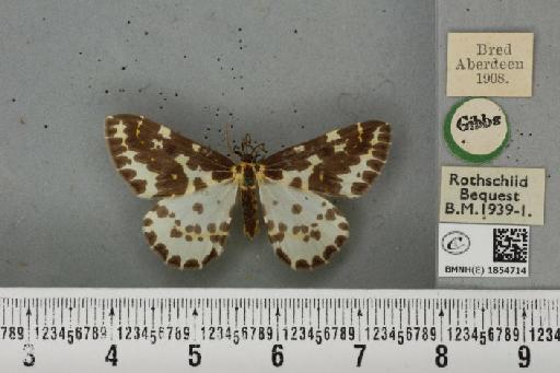 Abraxas grossulariata ab. aberdoniensis Raynor, 1923 - BMNHE_1854714_415160