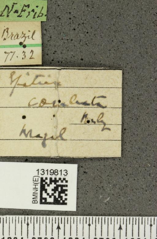 Epitrix coeruleata Baly, 1876 - BMNHE_1319813_label_25145