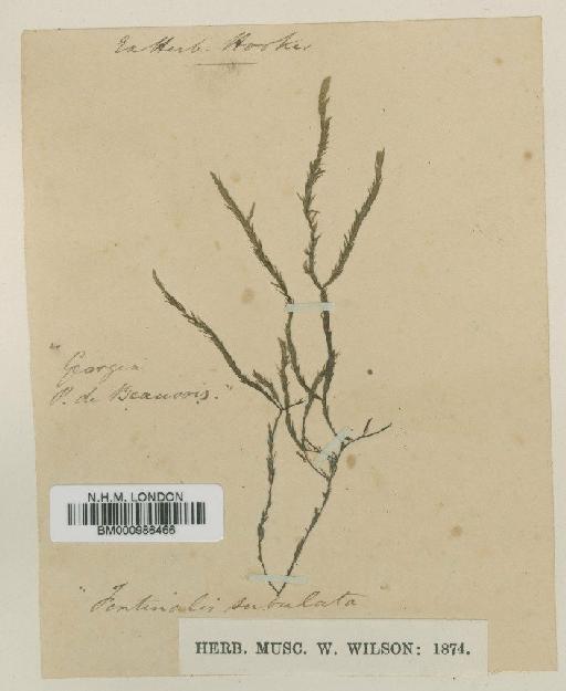 Brachelyma subulatum (P.Beauv.) Cardot - BM000986466