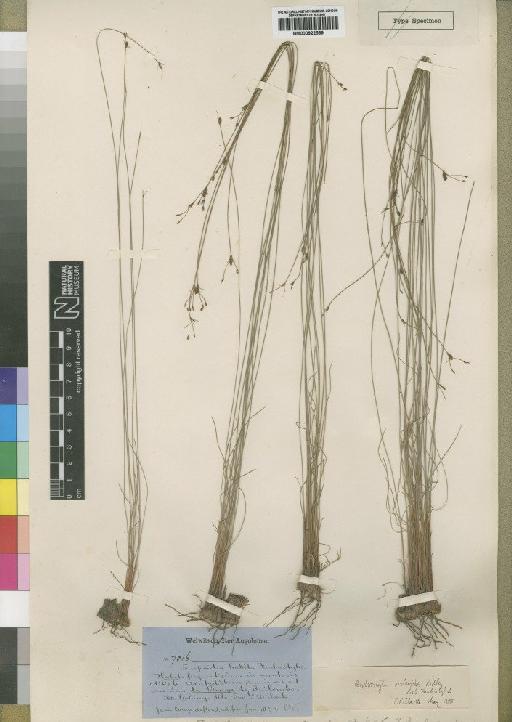 Bulbostylis oritrephes (Ridl.) C.B.Clarke - BM000922569